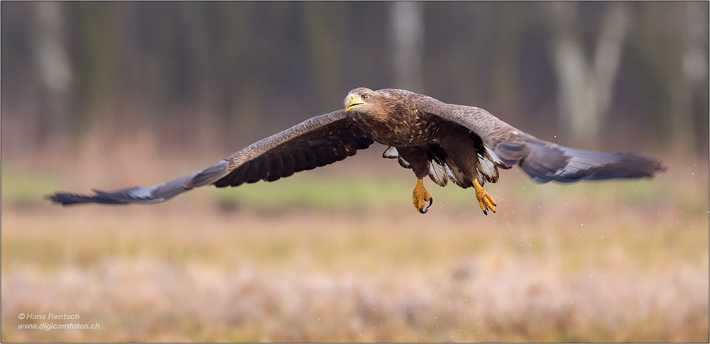Seeadler