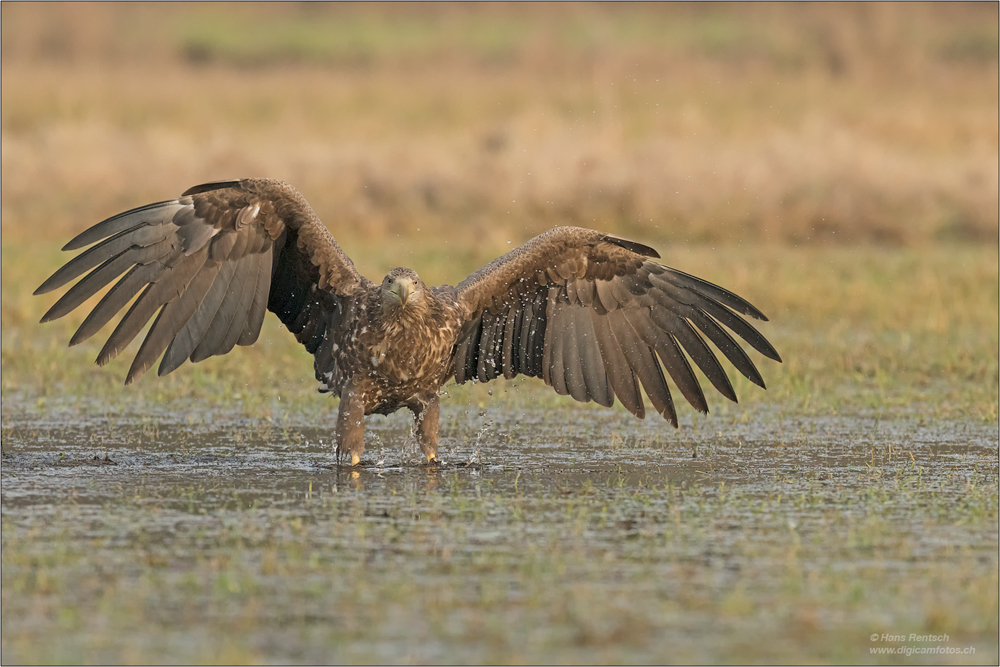 Seeadler