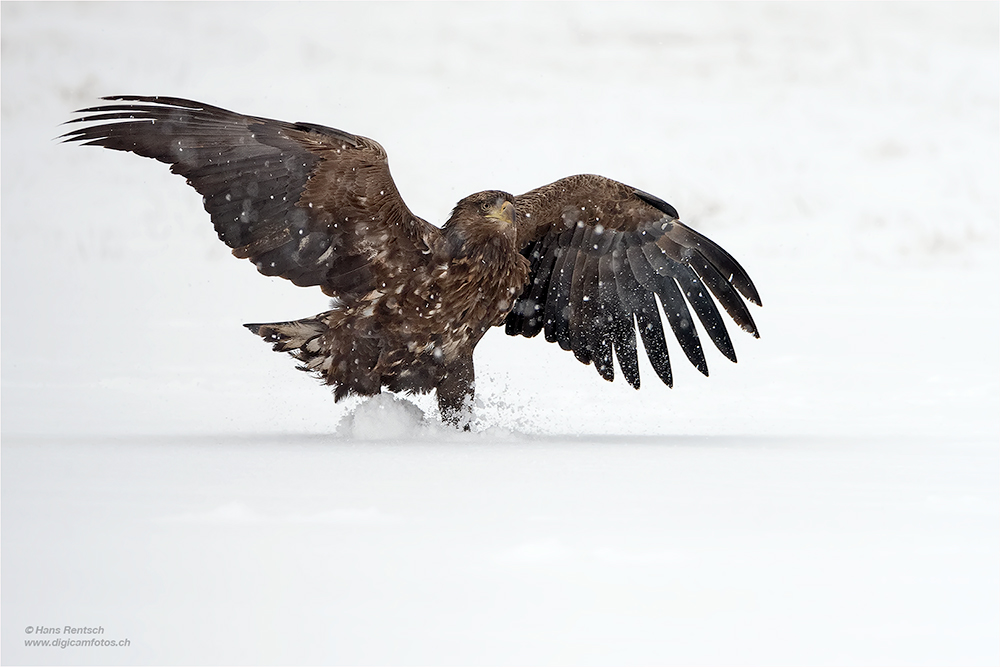 Seeadler