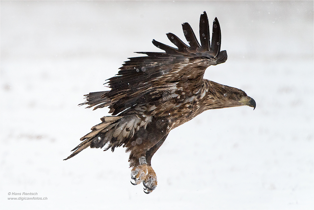 Seeadler
