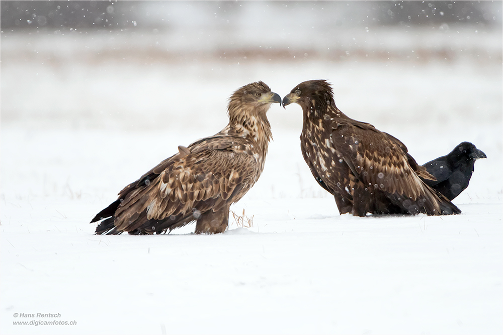 Seeadler