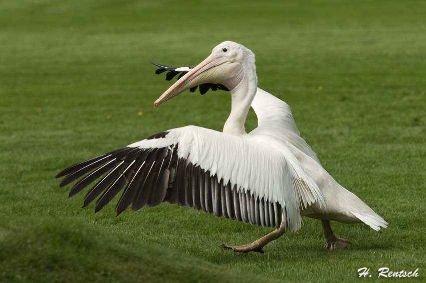 Pelikan