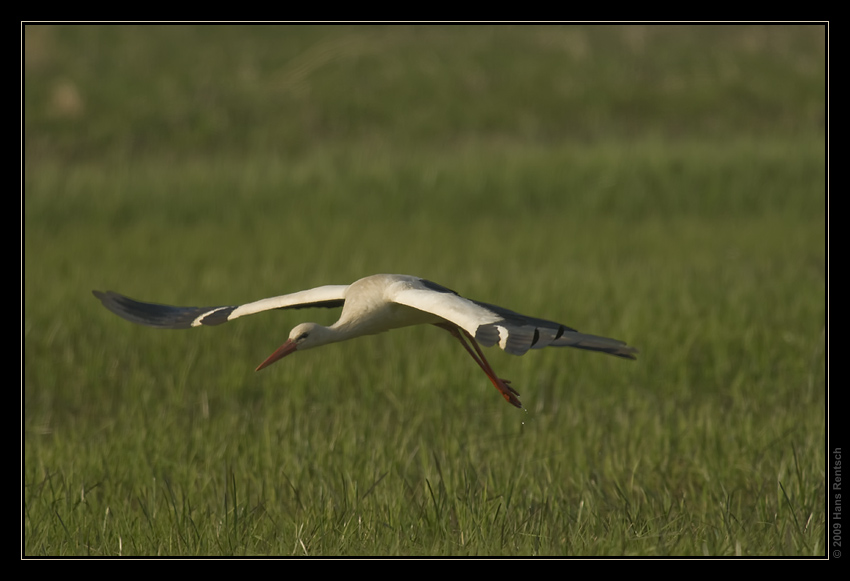 Storch