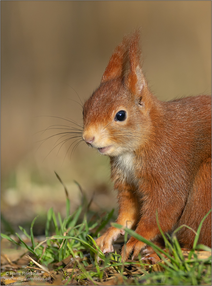 Eichhörnchen