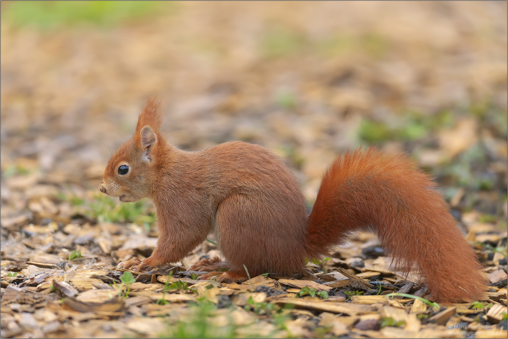 Eichhörnchen