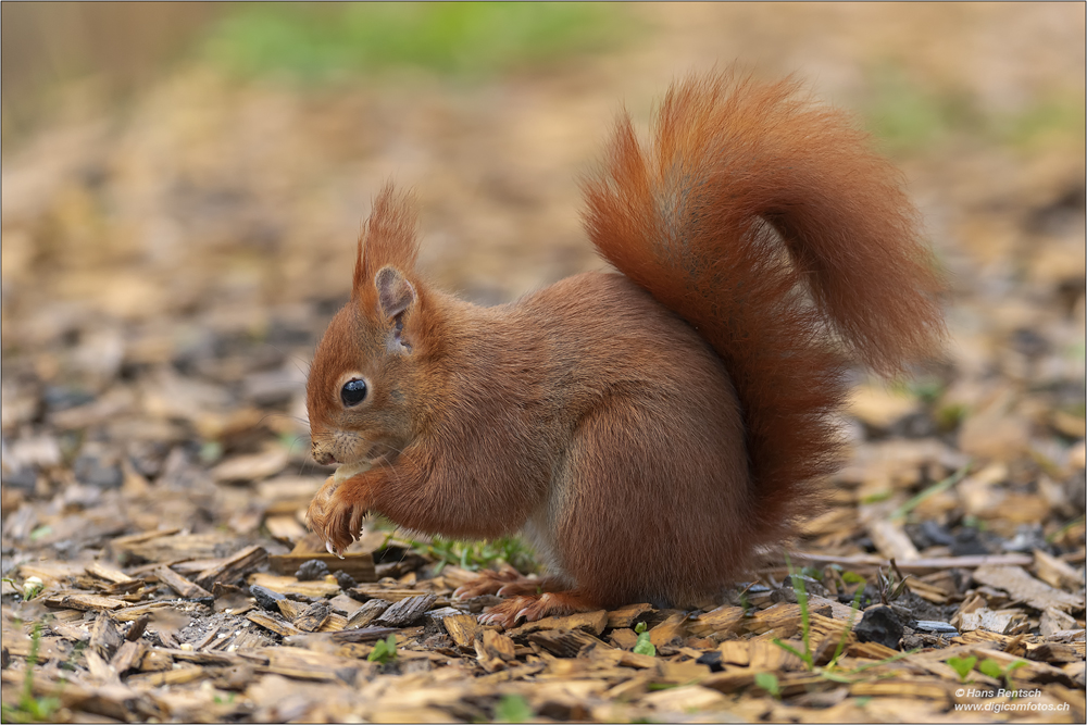 Eichhörnchen