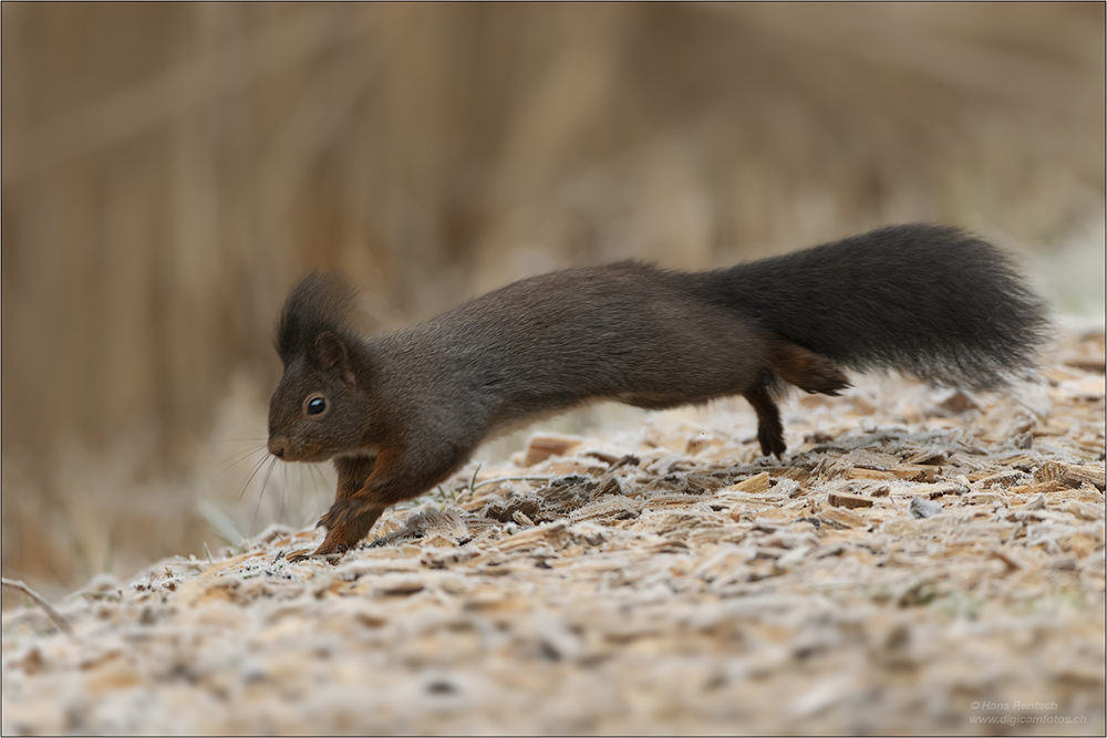 Eichhörnchen
