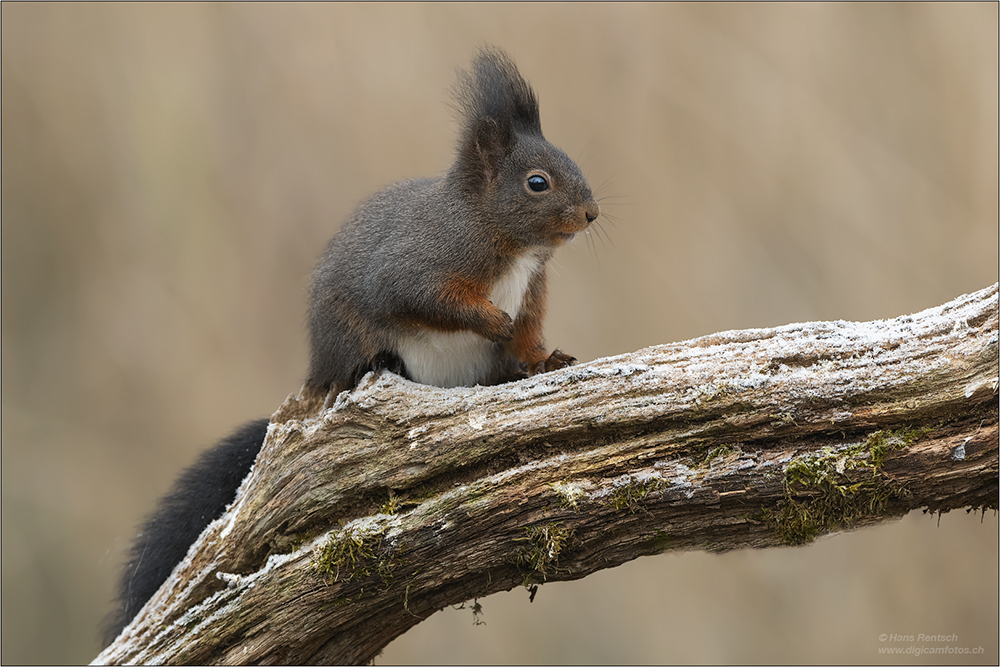 Eichhörnchen