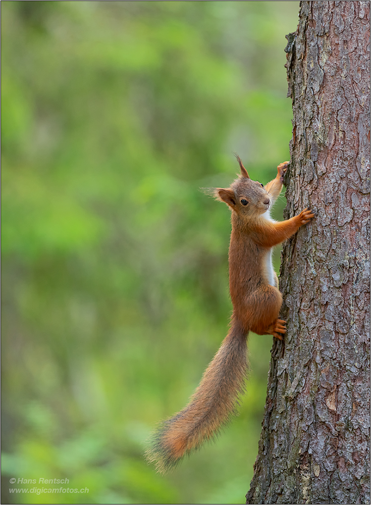 Eichhörnchen
