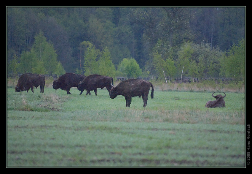 Wisent