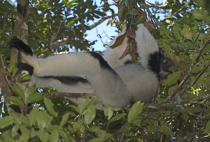 Indri Indri in Madagaskar