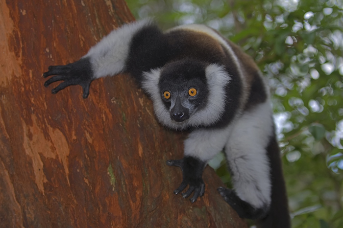 Vari Vari in Madagaskar