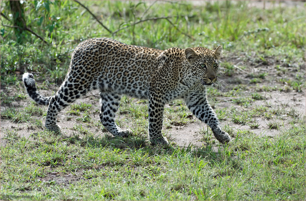 Leopard