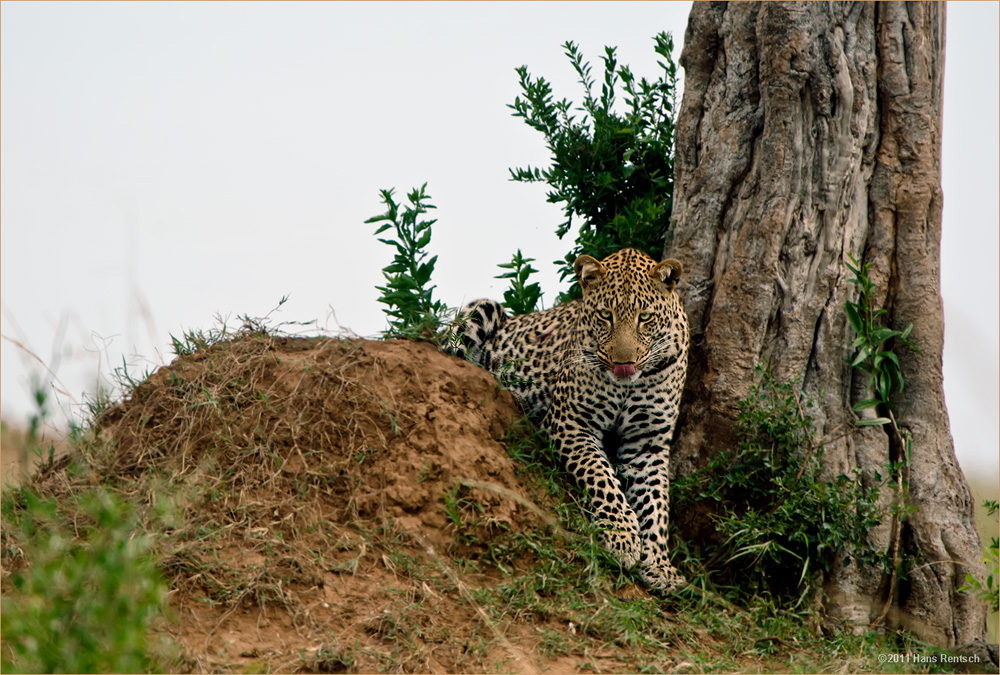 Leopard