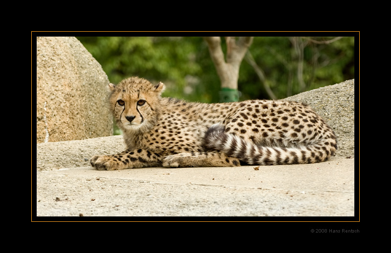 Junger Gepard