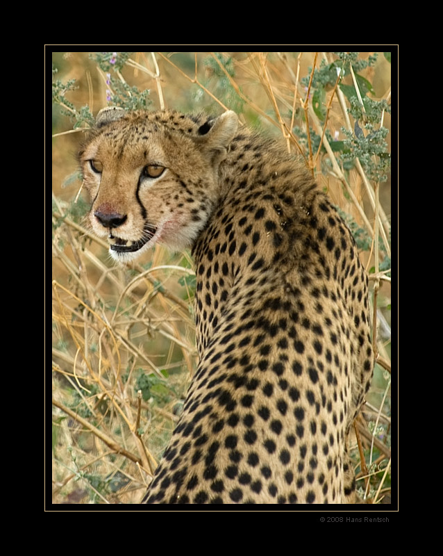 Gepard