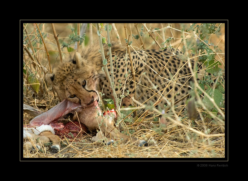Gepard