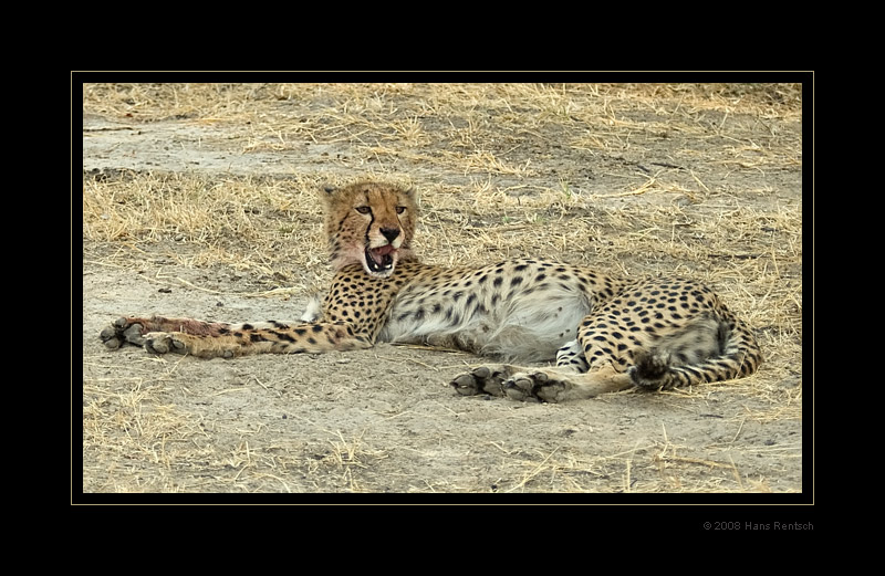 Gepard