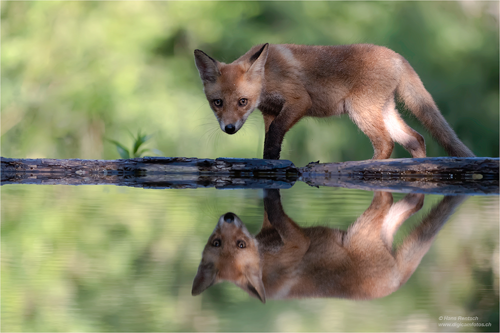 Fuchs