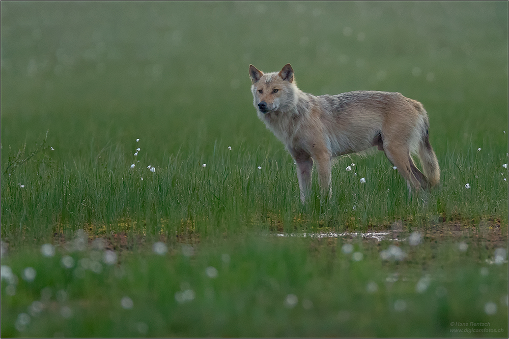Wolf