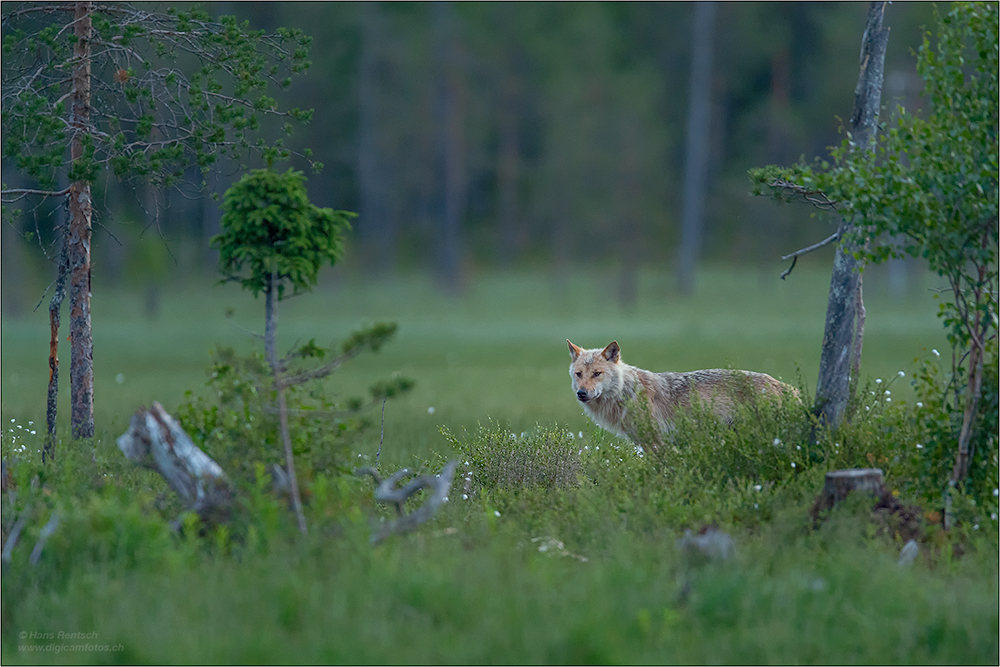 Wolf