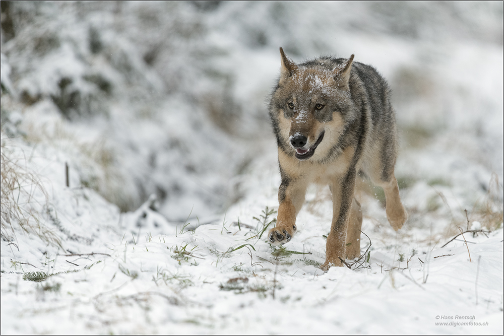 Wolf