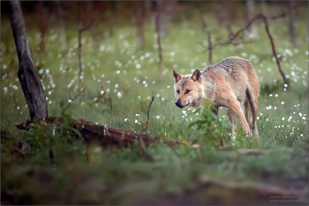 Wolf