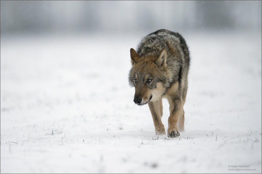Wolf