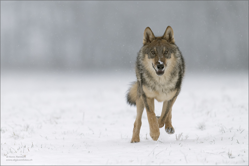 Wolf
