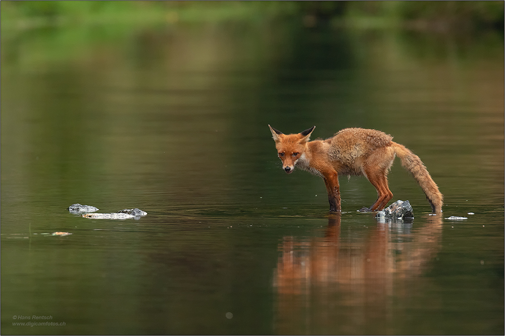 Rotfuchs