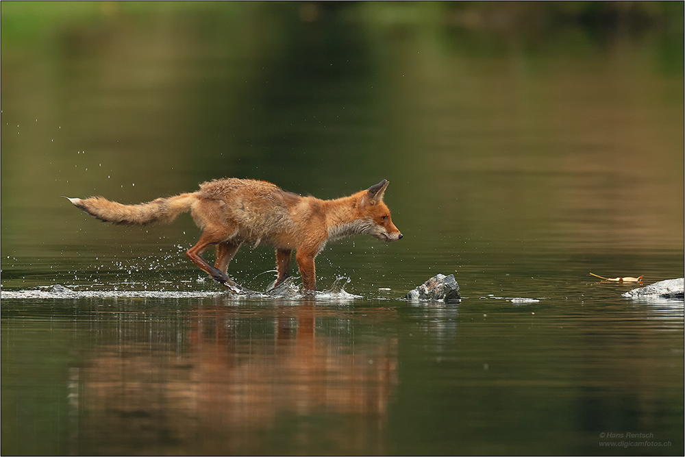 Rotfuchs