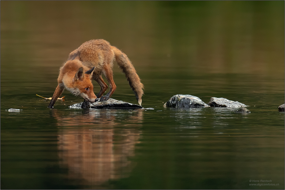 Rotfuchs