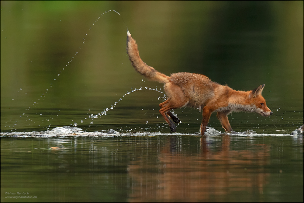 Rotfuchs