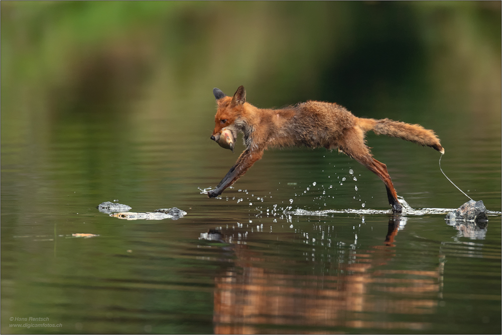 Rotfuchs
