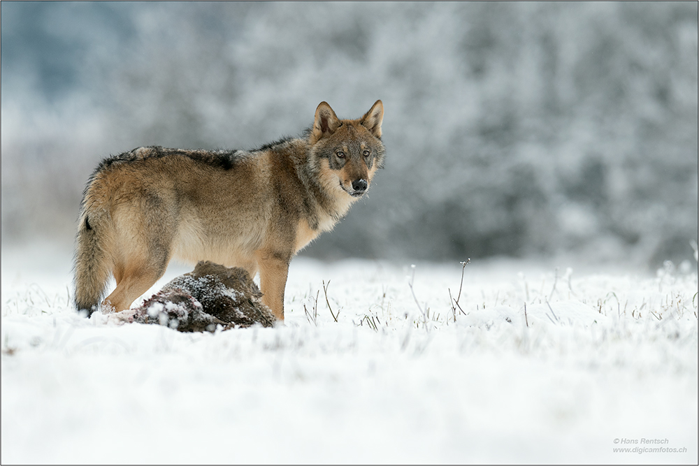 Wolf