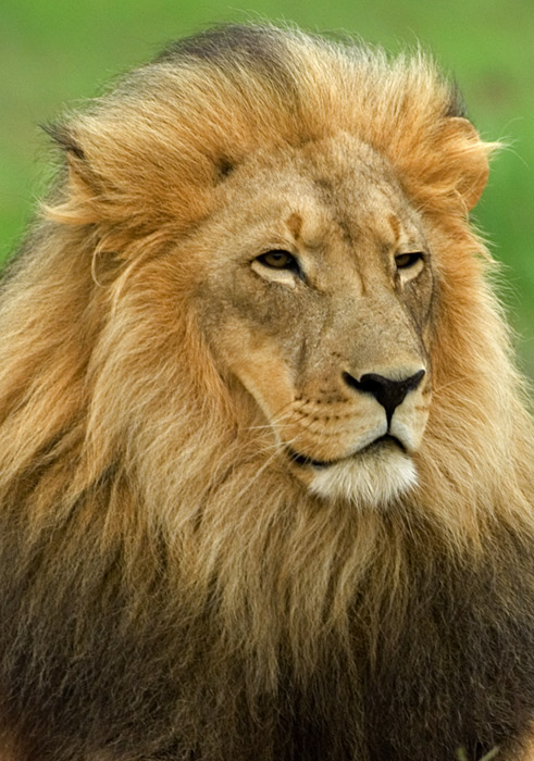 Löwen Portrait