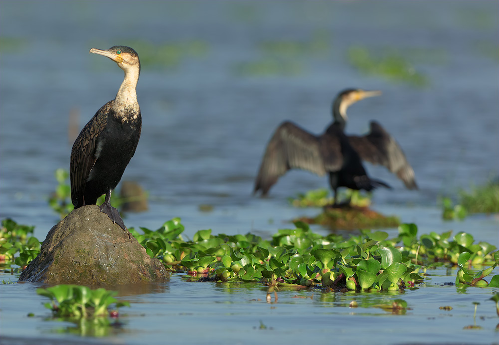 Kormoran