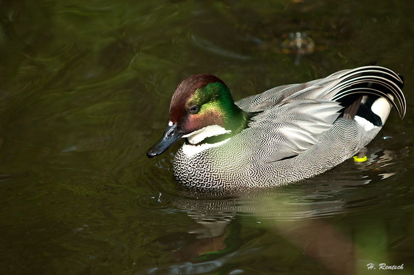Ente
