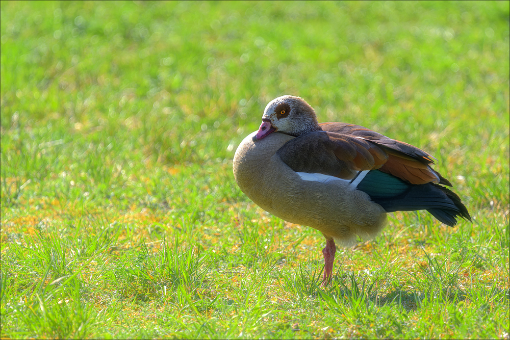 Nilgans