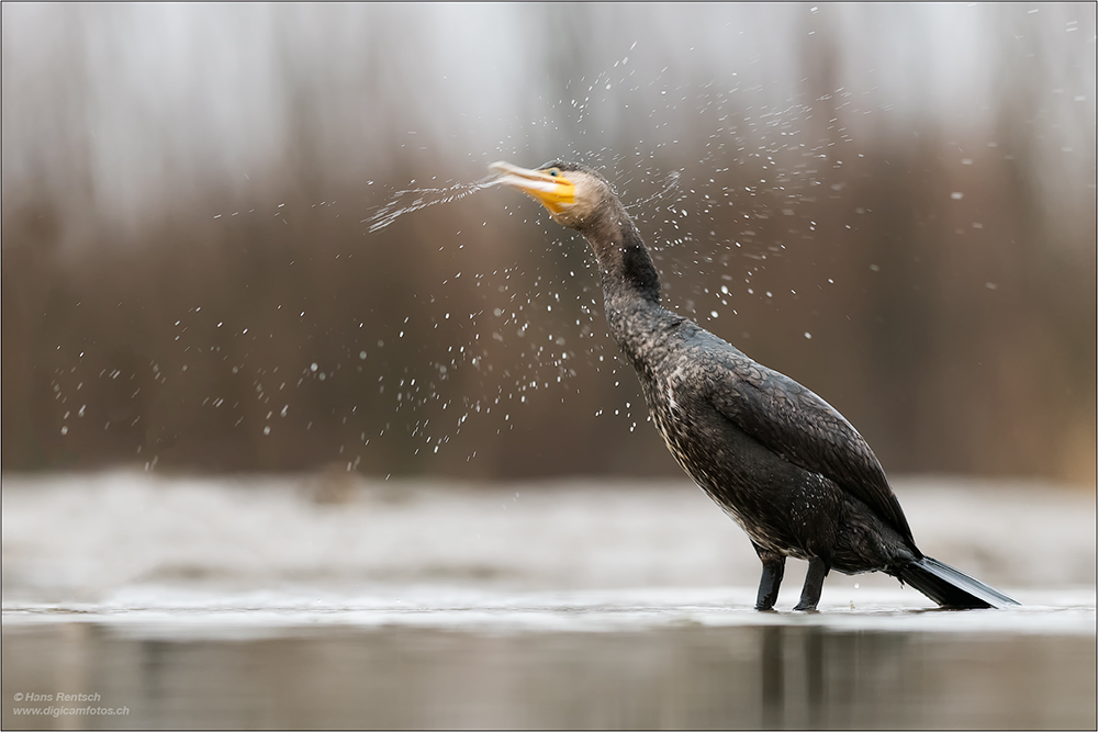 Kormoran