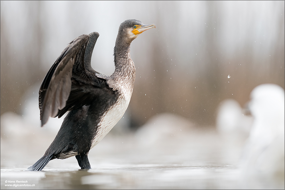 Kormoran