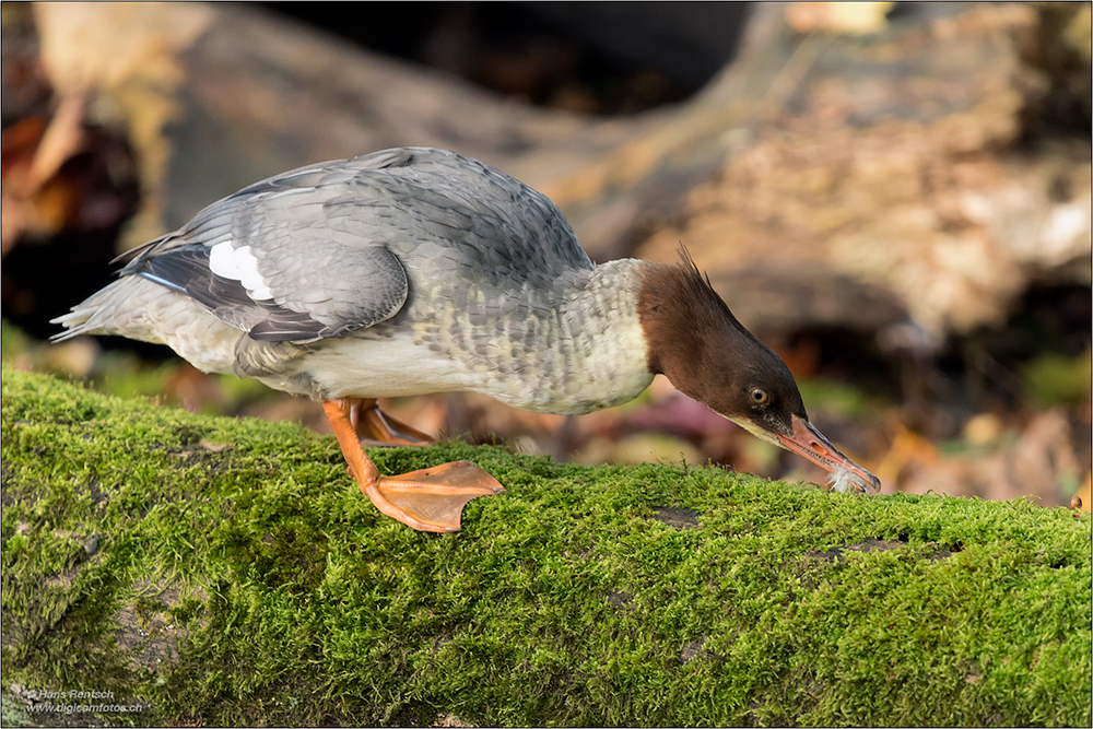 Gänsesäger