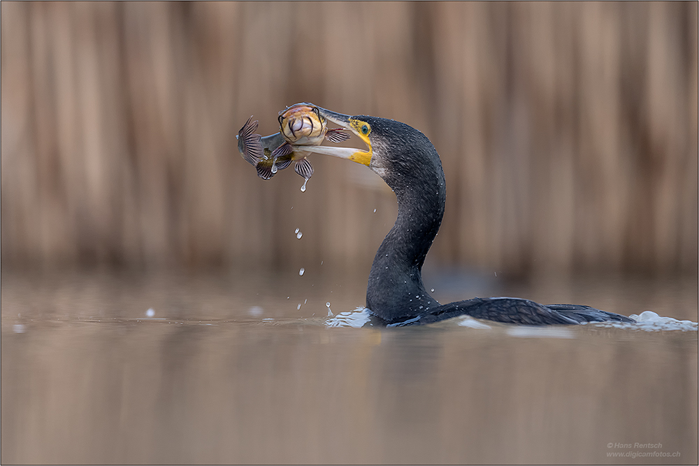 Kormoran