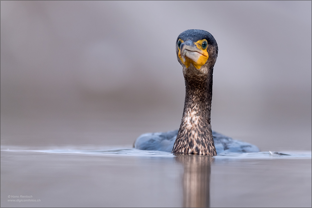Kormoran