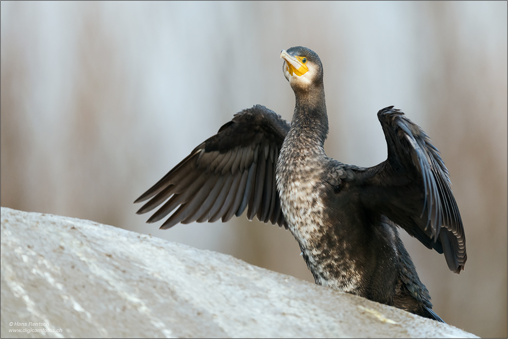 Kormoran