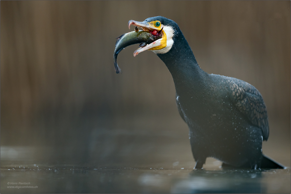 Kormoran