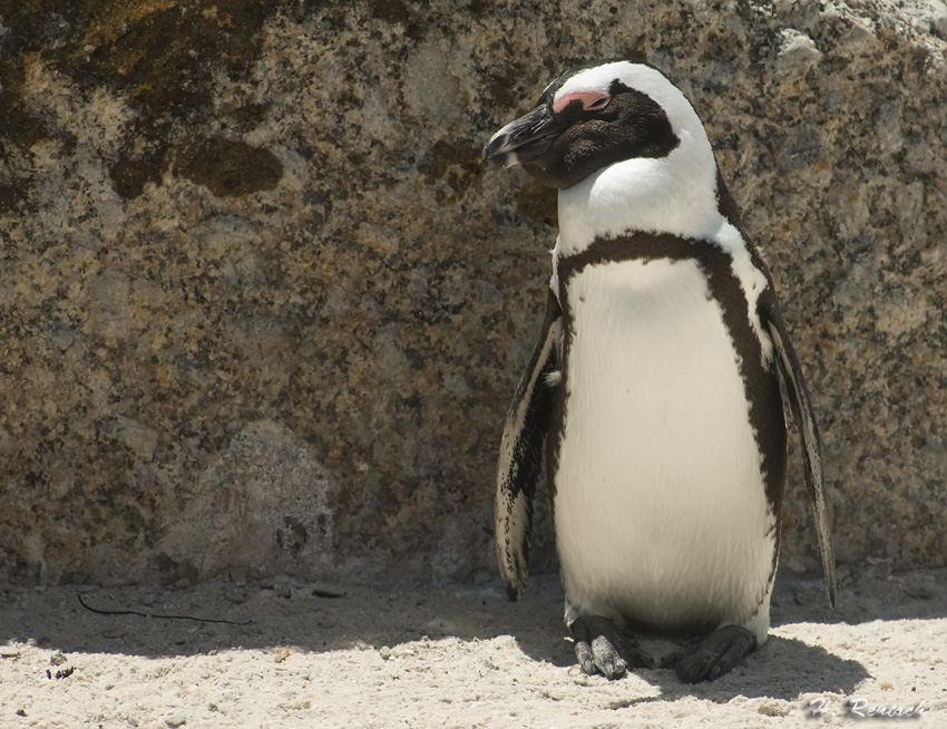brillenpinguine