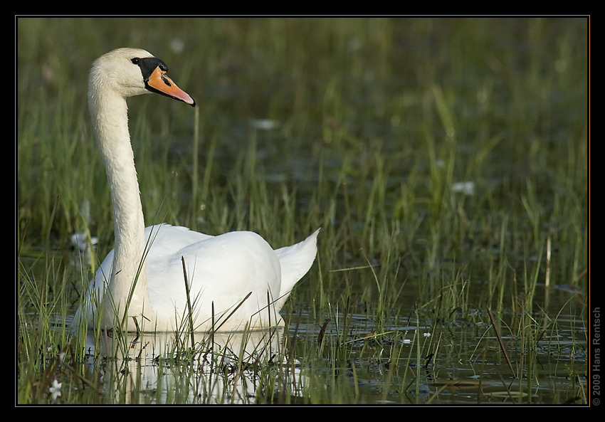Schwan