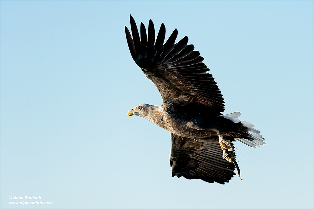 Seeadler