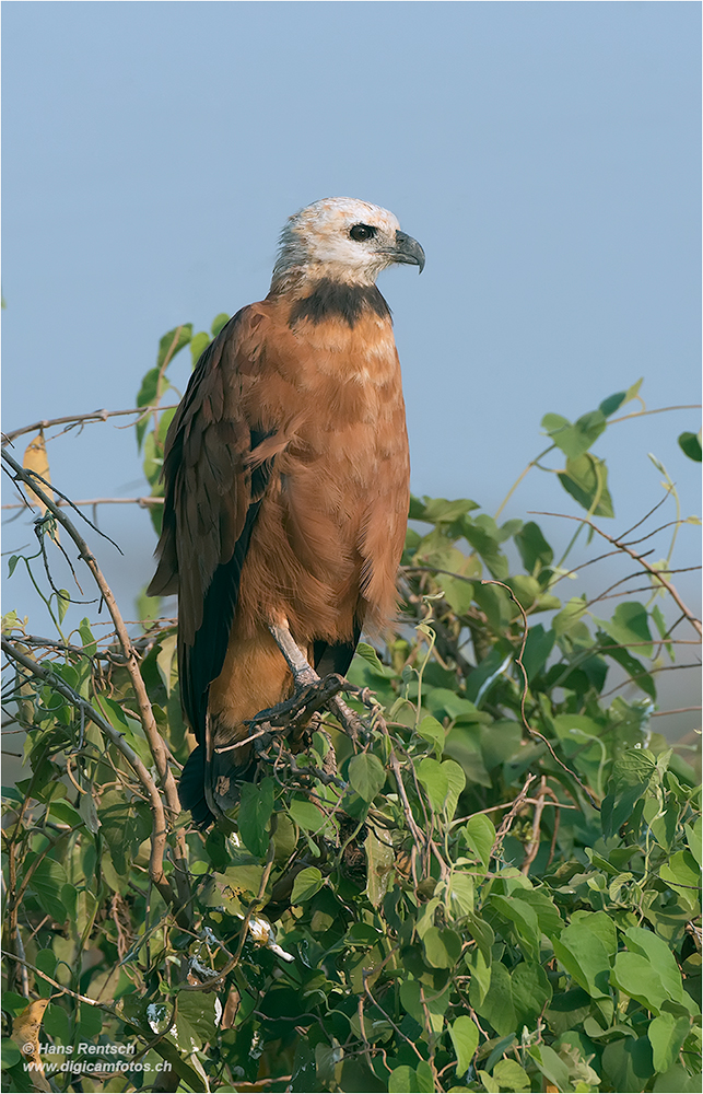 Fischbussard